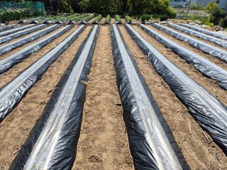 담디농원님의 자유주제 · 자유게시판 작성글 사진