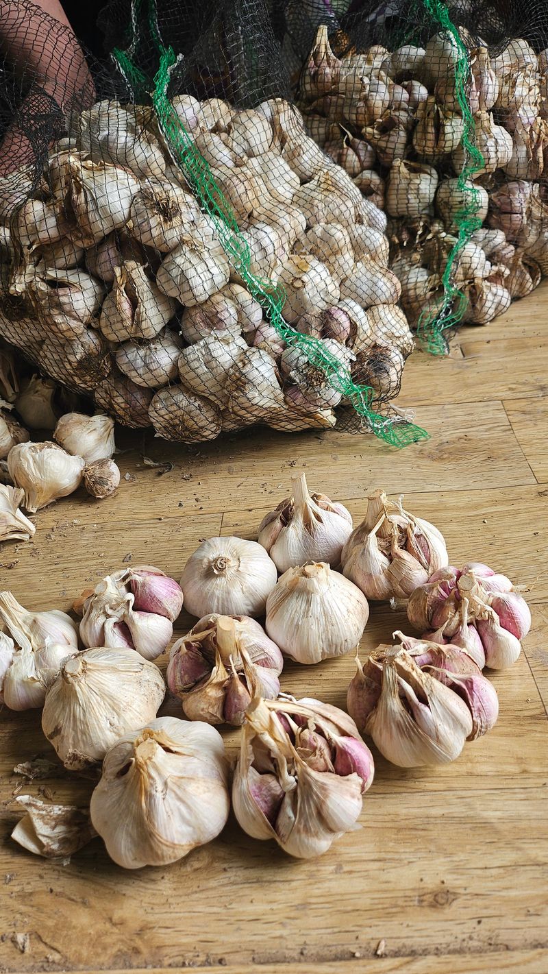 황재규님의 장터 판매 상품 [두미도섬 최상품 마늘10kg] 첨부 사진