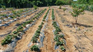 초보농부님의 자유주제 · 자유게시판 작성글 사진