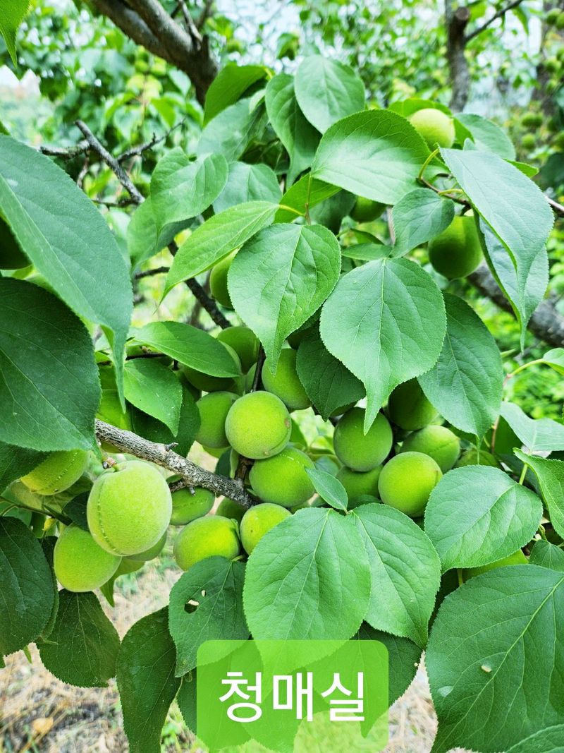 이슬농부농산님의 장터 판매 상품 [일선정품 친환경 토종 청매실(10kg)] 첨부 사진