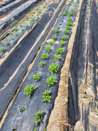참깨10143님의 자유주제 · 자유게시판 작성글 사진