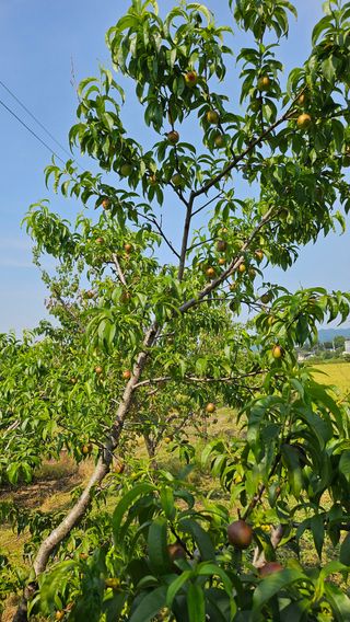김호영님의 자유주제 · 자유게시판 작성글 사진