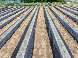 담디농원님의 자유주제 · 자유게시판 작성글 사진