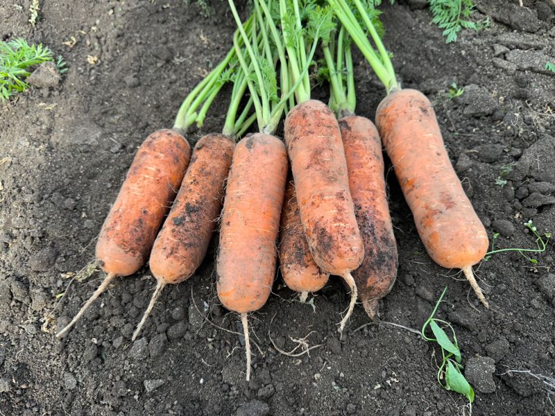 김태환님의 장터 판매 상품 [명품 제주 구좌 당근] 첨부 사진