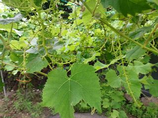 제주할아범님의 자유주제 · 자유게시판 작성글 사진