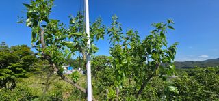 박영수님의 기타작물 · 병해충상담 작성글 사진