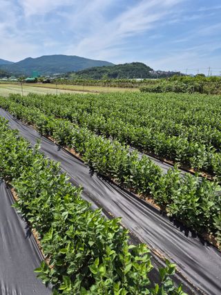 우리농원님의 자유주제 · 자유게시판 작성글 사진