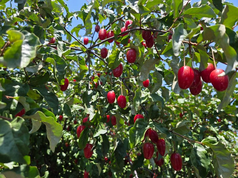 포도17654님의 장터 판매 상품 [왕보리수(친환경)] 첨부 사진