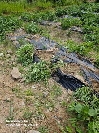 방완영님의 농사, 무엇이든 물어보세요! · 참여글 작성글 사진