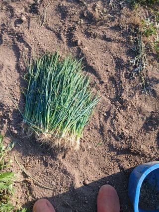 손경식드림농장님의 작성글 사진