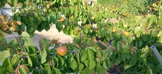 시골사는앙띠(서보한님의 자유주제 · 사진전 작성글 사진