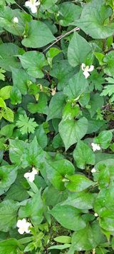 팜모닝 · 게시글 이미지