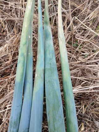 김성식님의 파 · 병해충상담 작성글 사진