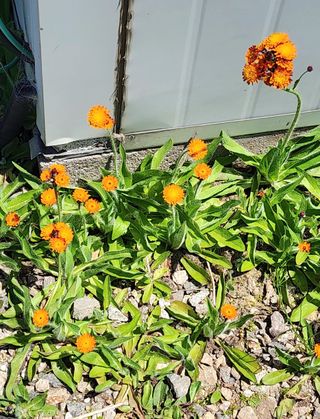 고추건조기부품판매님의 자유주제 · 자유게시판 작성글 사진