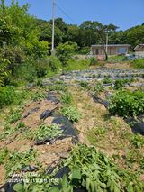 팜모닝 농사, 무엇이든 물어보세요!·참여글 게시글 이미지