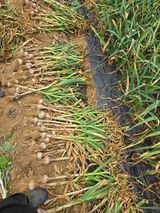 팜모닝 자유주제·자유게시판 게시글 이미지