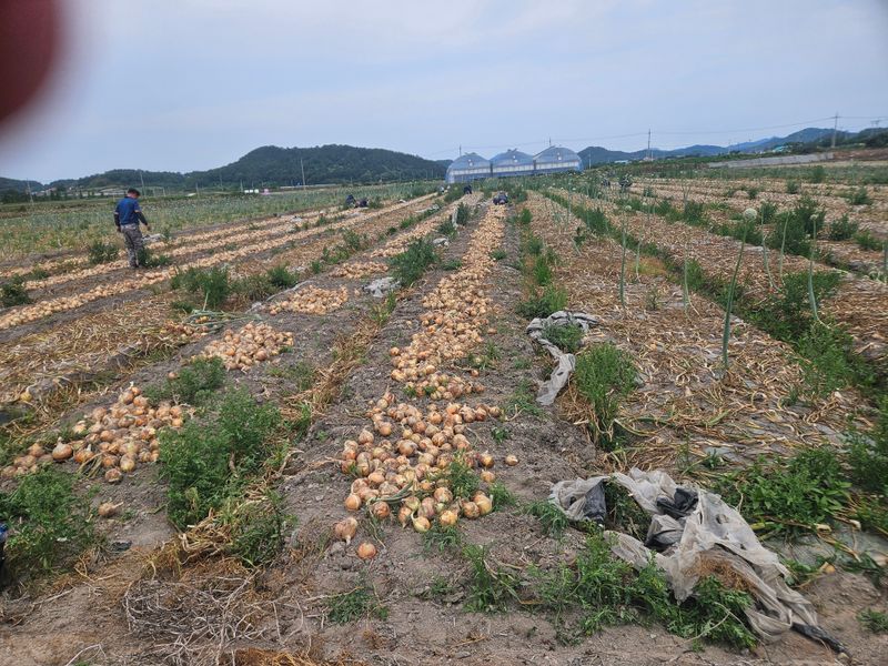 이재관(황토속애)님의 장터 판매 상품 [전국재배율1위 무안양파(만생종) 판매중] 첨부 사진