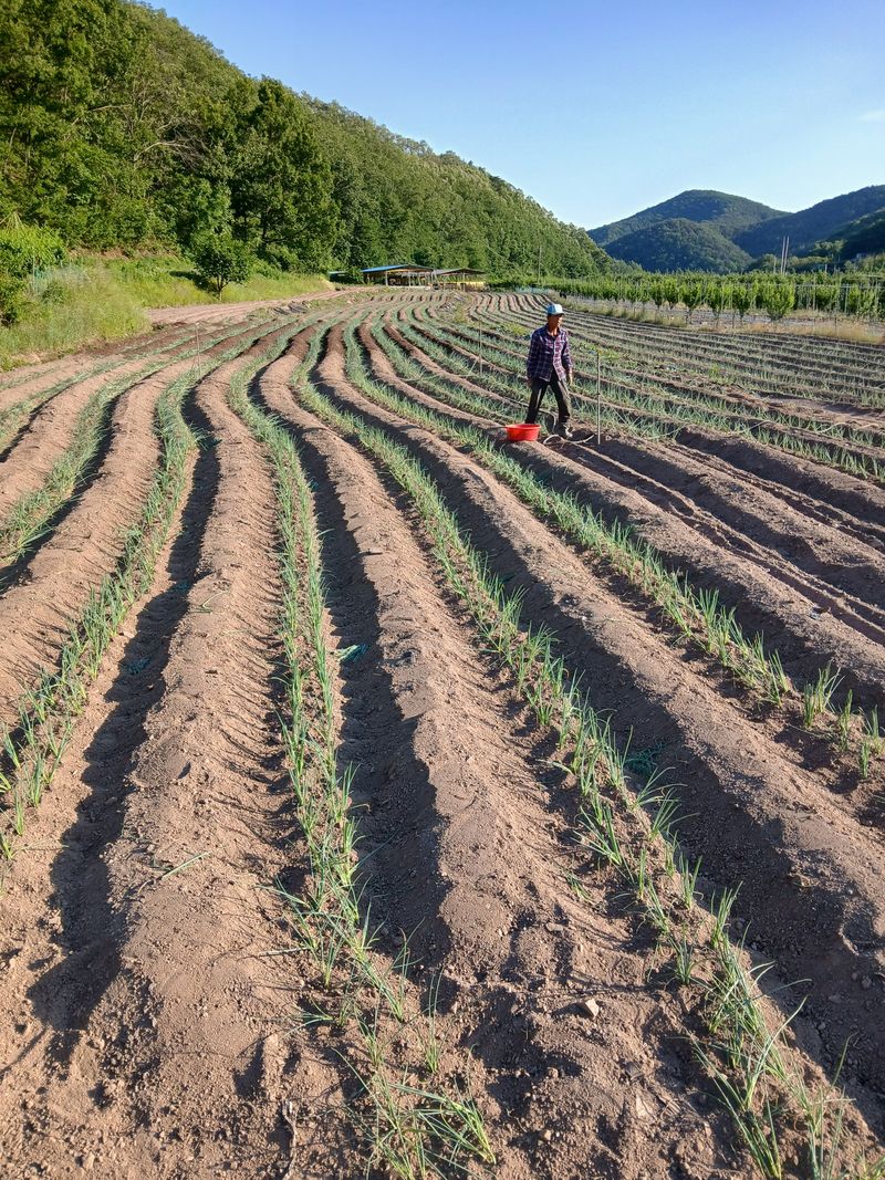 손경식드림농장님의 장터 판매 상품 [대파모종,1키로] 첨부 사진