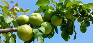 시골사는앙띠(서보한님의 자유주제 · 사진전 작성글 사진