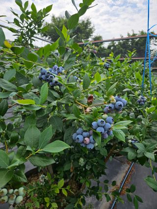 제주 지안이네농장님의 자유주제 · 자유게시판 작성글 사진