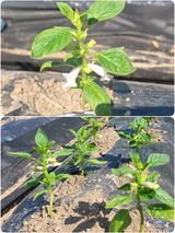 팜모닝 농사, 무엇이든 물어보세요!·참여글 게시글 이미지