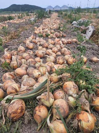 이재관(황토속애)님의 작성글 사진