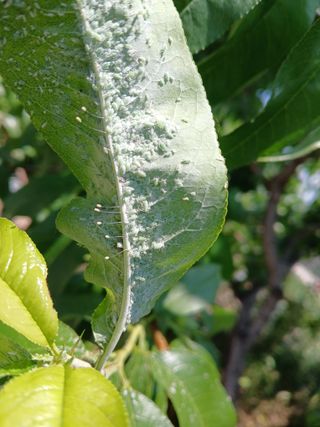 호박16023님의 복숭아 · 병해충상담 작성글 사진