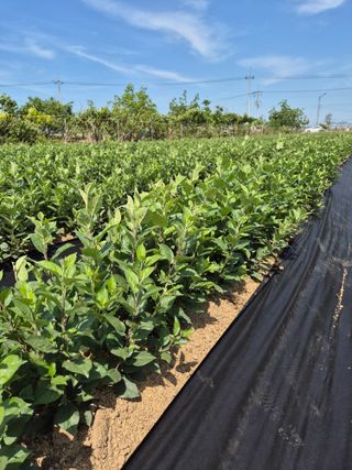 우리농원님의 자유주제 · 자유게시판 작성글 사진