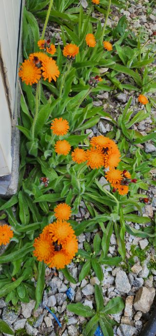 고추건조기부품판매님의 자유주제 · 자유게시판 작성글 사진