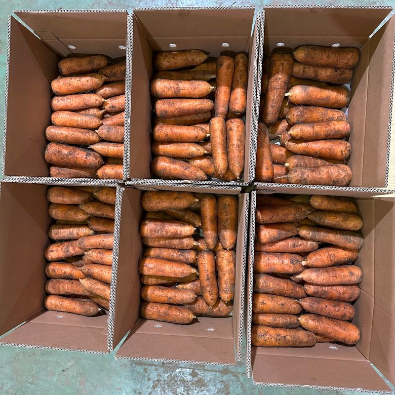 김태환님의 장터 판매 상품 [명품 제주 구좌 당근] 첨부 사진