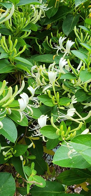 고추건조기부품판매님의 자유주제 · 자유게시판 작성글 사진