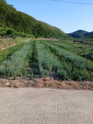 손경식드림농장님의 작성글 사진