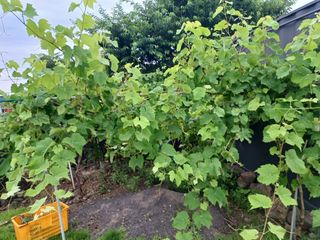 제주할아범님의 자유주제 · 자유게시판 작성글 사진