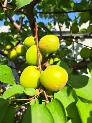 좋은인연원님의 자유주제 · 자유게시판 작성글 사진
