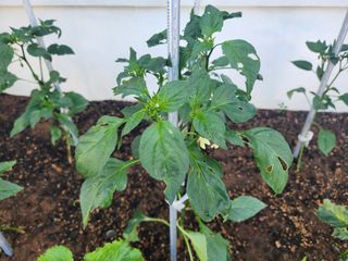 오이7411님의 농사, 무엇이든 물어보세요! · 참여글 작성글 사진