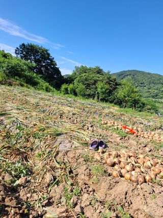 김광자님의 자유주제 · 자유게시판 작성글 사진