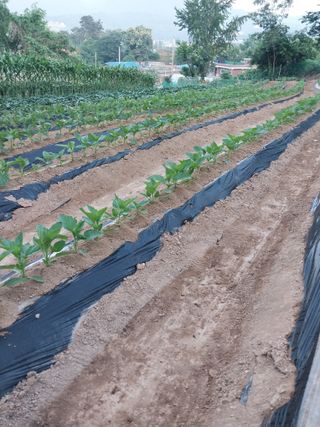 정금천님의 자유주제 · 자유게시판 작성글 사진