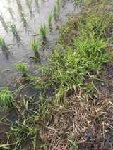 팜모닝 농사, 무엇이든 물어보세요!·참여글 게시글 이미지