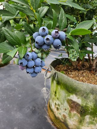 제주 지안이네농장님의 자유주제 · 자유게시판 작성글 사진