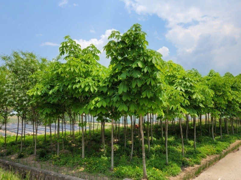 장터 상품 [칠엽수] 썸네일