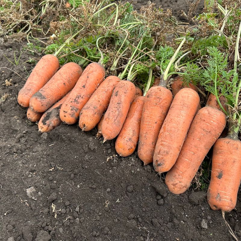 김태환님의 장터 판매 상품 [명품 제주 구좌 당근] 첨부 사진
