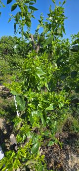 팜모닝 기타작물·병해충상담 게시글 이미지