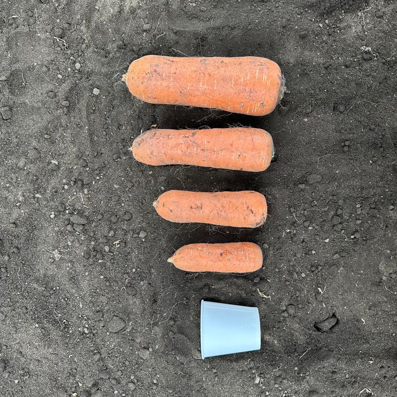 김태환님의 장터 판매 상품 [명품 제주 구좌 당근] 첨부 사진