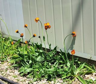 고추건조기부품판매님의 자유주제 · 자유게시판 작성글 사진