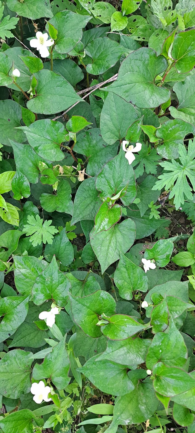 백순분님의 장터 판매 상품 [어성초] 첨부 사진