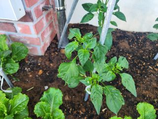 오이7411님의 농사, 무엇이든 물어보세요! · 참여글 작성글 사진