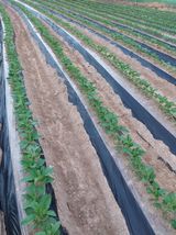 팜모닝 자유주제·자유게시판 게시글 이미지