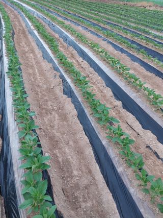 정금천님의 자유주제 · 자유게시판 작성글 사진