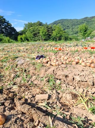 김광자님의 자유주제 · 자유게시판 작성글 사진