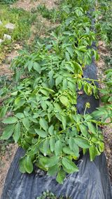 팜모닝 농사, 무엇이든 물어보세요!·참여글 게시글 이미지